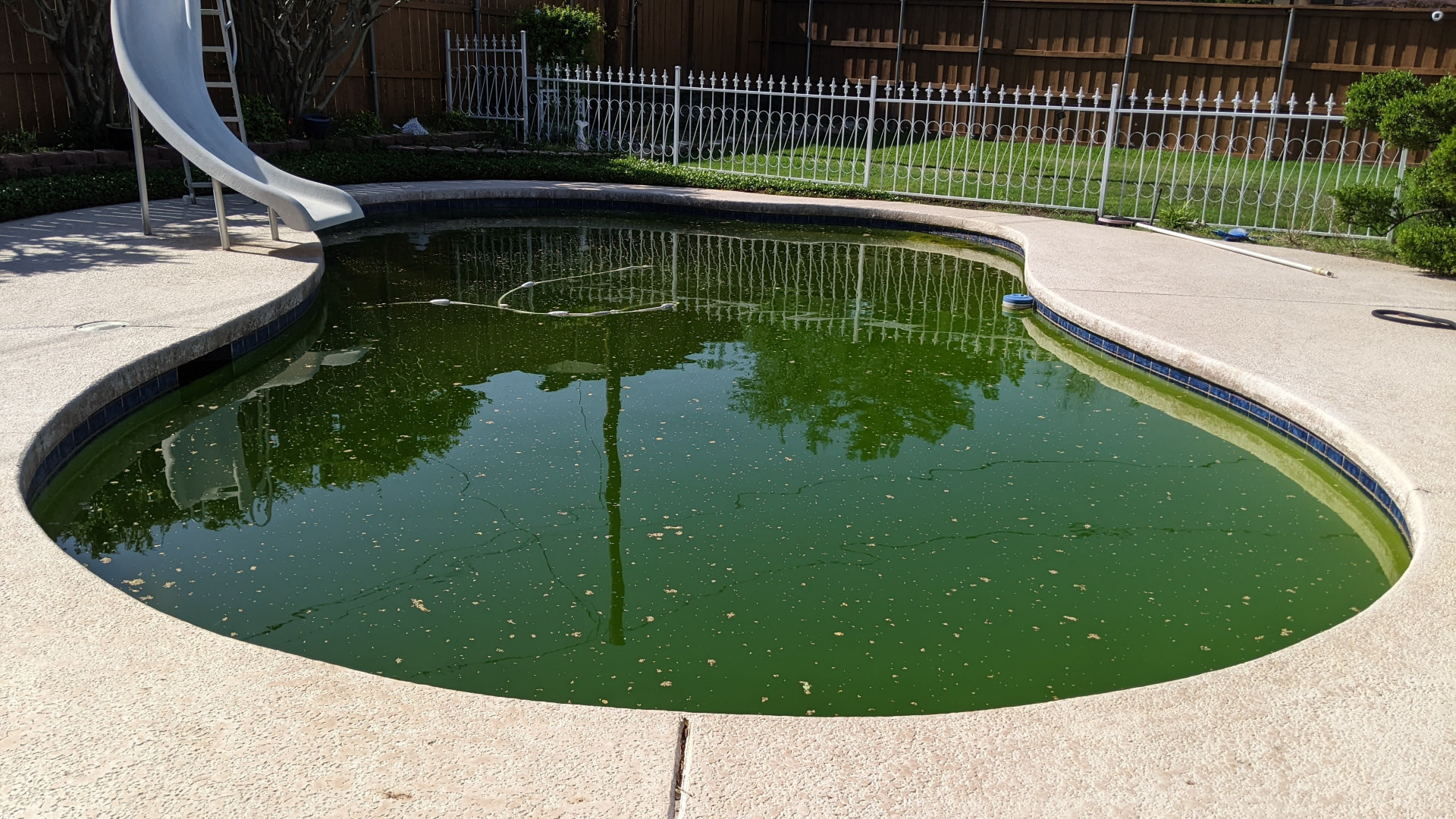 Green swimming pool before recovery service